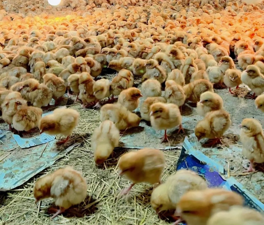 Day-old chicks under the brooder light