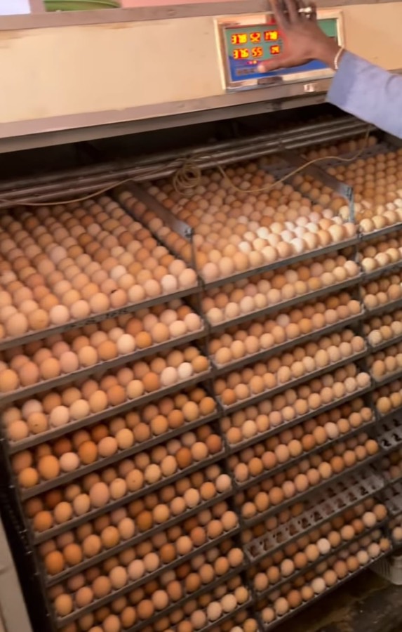 A full incubator of fertile eggs